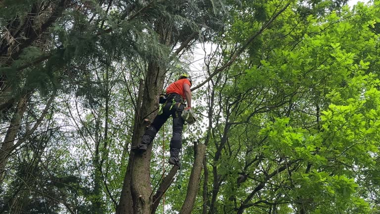 How Our Tree Care Process Works  in Rutland, VT